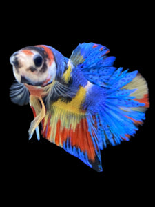 Male Halfmoon Plakat - Multicolor #2242 - Live Betta Fish