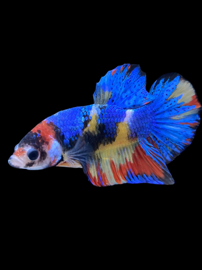 Male Halfmoon Plakat - Multicolor #2242 - Live Betta Fish