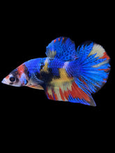 Load image into Gallery viewer, Male Halfmoon Plakat - Multicolor #2242 - Live Betta Fish

