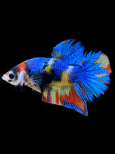 Load image into Gallery viewer, Male Halfmoon Plakat - Multicolor #2242 - Live Betta Fish
