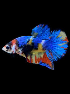 Male Halfmoon Plakat - Multicolor #2242 - Live Betta Fish