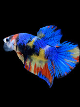 Load image into Gallery viewer, Male Halfmoon Plakat - Multicolor #2242 - Live Betta Fish
