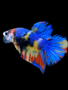 Male Halfmoon Plakat - Multicolor #2242 - Live Betta Fish