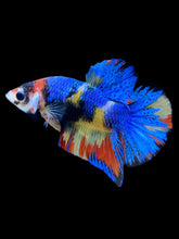 Load image into Gallery viewer, Male Halfmoon Plakat - Multicolor #2242 - Live Betta Fish
