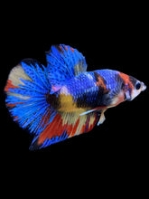 Load image into Gallery viewer, Male Halfmoon Plakat - Multicolor #2242 - Live Betta Fish

