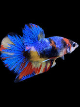 Load image into Gallery viewer, Male Halfmoon Plakat - Multicolor #2242 - Live Betta Fish
