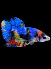 Load image into Gallery viewer, Male Halfmoon Plakat - Multicolor #2242 - Live Betta Fish
