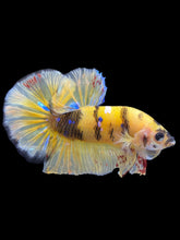 Load image into Gallery viewer, GIANT Male Halfmoon Plakat - Yellow Galaxy #2243 - Live Betta Fish
