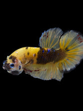 Load image into Gallery viewer, GIANT Male Halfmoon Plakat - Yellow Galaxy #2243 - Live Betta Fish
