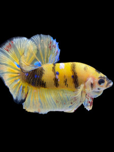 GIANT Male Halfmoon Plakat - Yellow Galaxy #2243 - Live Betta Fish