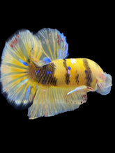Load image into Gallery viewer, GIANT Male Halfmoon Plakat - Yellow Galaxy #2243 - Live Betta Fish
