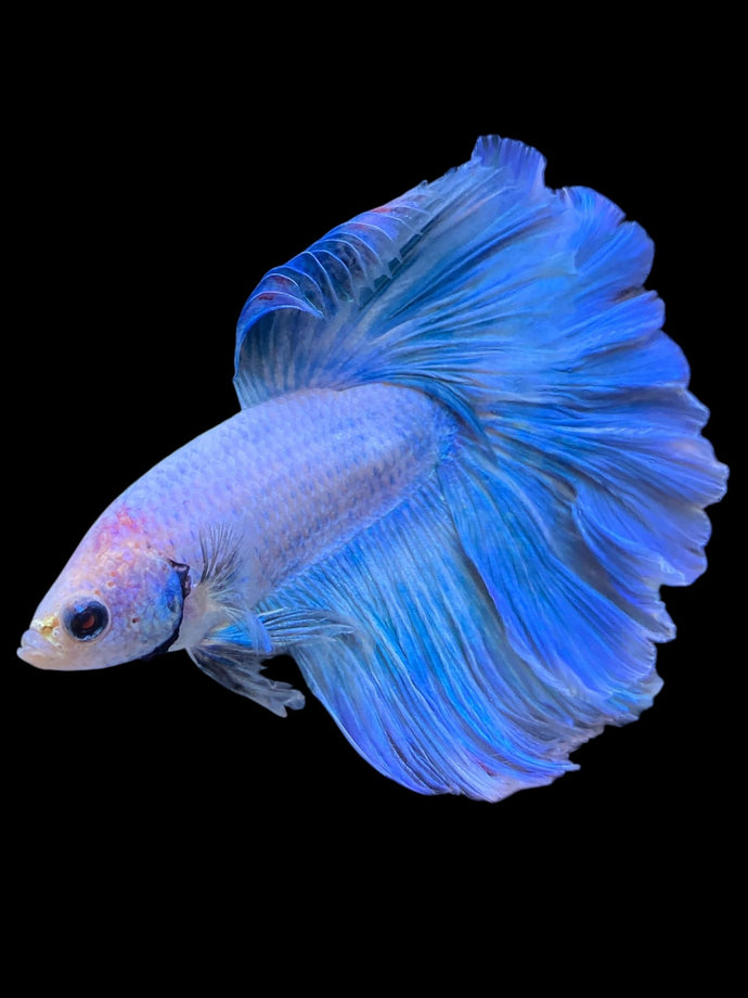 Male Rosetail - Pastel Blue #2244 - Live Betta Fish