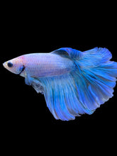 Load image into Gallery viewer, Male Rosetail - Pastel Blue #2244 - Live Betta Fish
