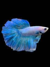 Load image into Gallery viewer, Male Rosetail - Pastel Blue #2244 - Live Betta Fish
