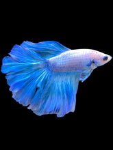 Load image into Gallery viewer, Male Rosetail - Pastel Blue #2244 - Live Betta Fish
