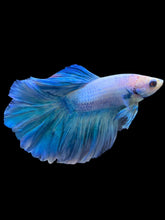 Load image into Gallery viewer, Male Rosetail - Pastel Blue #2244 - Live Betta Fish
