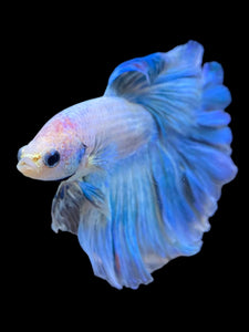 Male Rosetail - Pastel Blue #2244 - Live Betta Fish