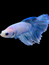 Load image into Gallery viewer, Male Rosetail - Pastel Blue #2244 - Live Betta Fish
