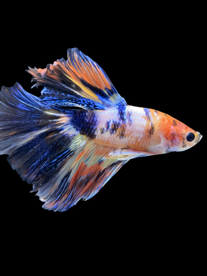Male Halfmoon - Fancy Dragon #2245 - Live Betta Fish