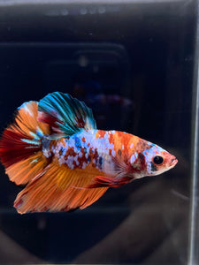 Male Halfmoon Plakat - Galaxy #2246 - Live Betta Fish