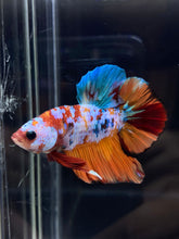 Load image into Gallery viewer, Male Halfmoon Plakat - Galaxy #2246 - Live Betta Fish
