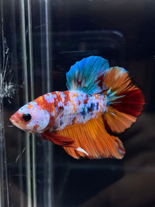 Male Halfmoon Plakat - Galaxy #2246 - Live Betta Fish