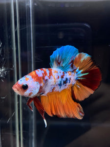 Male Halfmoon Plakat - Galaxy #2246 - Live Betta Fish