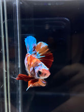 Load image into Gallery viewer, Male Halfmoon Plakat - Galaxy #2246 - Live Betta Fish
