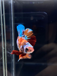 Male Halfmoon Plakat - Galaxy #2246 - Live Betta Fish