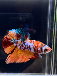 Male Halfmoon Plakat - Galaxy #2246 - Live Betta Fish