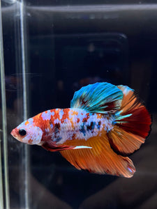 Male Halfmoon Plakat - Galaxy #2246 - Live Betta Fish