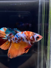 Load image into Gallery viewer, Male Halfmoon Plakat - Galaxy #2246 - Live Betta Fish
