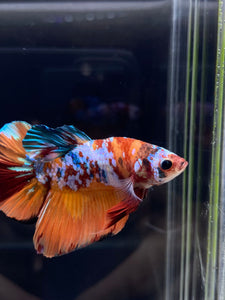 Male Halfmoon Plakat - Galaxy #2246 - Live Betta Fish