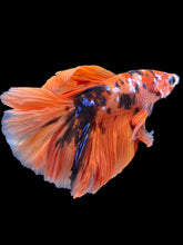 Load image into Gallery viewer, Male Rosetail - Galaxy #2247 - Live Betta Fish
