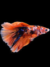 Load image into Gallery viewer, Male Rosetail - Galaxy #2247 - Live Betta Fish
