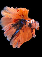 Load image into Gallery viewer, Male Rosetail - Galaxy #2247 - Live Betta Fish
