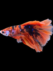 Male Rosetail - Galaxy #2247 - Live Betta Fish