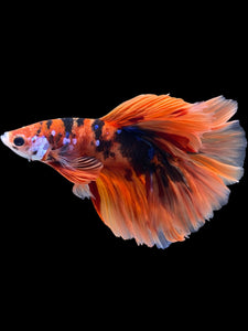 Male Rosetail - Galaxy #2247 - Live Betta Fish