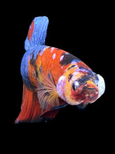 Load image into Gallery viewer, GIANT Male Halfmoon Plakat - Multicolor #2248 - Live Betta Fish
