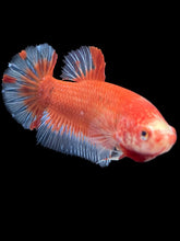 Load image into Gallery viewer, GIANT Female Halfmoon Plakat - Fancy Red #2248 Live Betta Fish
