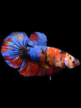 Load image into Gallery viewer, GIANT Male Halfmoon Plakat - Multicolor #2248 - Live Betta Fish
