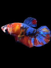 Load image into Gallery viewer, GIANT Male Halfmoon Plakat - Multicolor #2248 - Live Betta Fish
