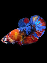 Load image into Gallery viewer, GIANT Male Halfmoon Plakat - Multicolor #2248 - Live Betta Fish
