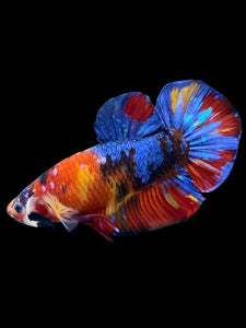GIANT Male Halfmoon Plakat - Multicolor #2248 - Live Betta Fish