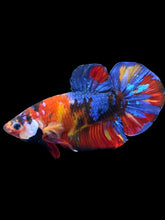 Load image into Gallery viewer, GIANT Male Halfmoon Plakat - Multicolor #2248 - Live Betta Fish
