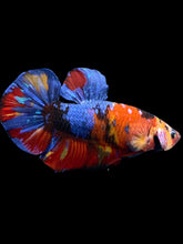 Load image into Gallery viewer, GIANT Male Halfmoon Plakat - Multicolor #2248 - Live Betta Fish
