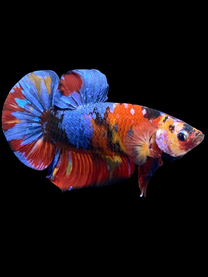GIANT Male Halfmoon Plakat - Multicolor #2248 - Live Betta Fish