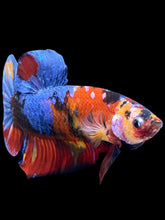 Load image into Gallery viewer, GIANT Male Halfmoon Plakat - Multicolor #2248 - Live Betta Fish
