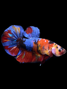GIANT Male Halfmoon Plakat - Multicolor #2248 - Live Betta Fish