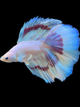 Load image into Gallery viewer, Male Fullmoon - Purple Butterfly #2249 - Live Betta Fish
